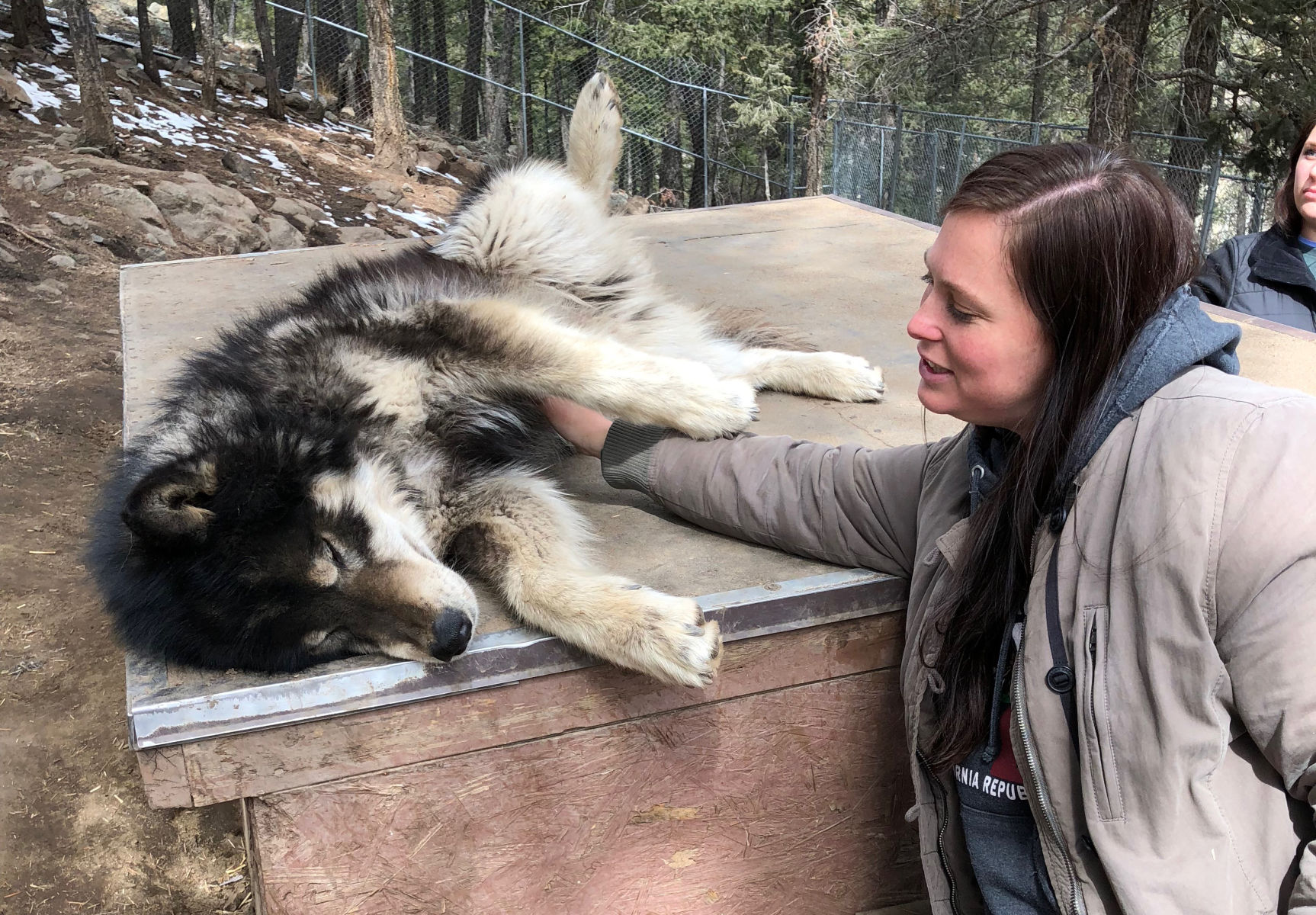 Meeting these wolves wonÔÇÖt cost you a dime (but you can donate, theyÔÇÖre expanding)